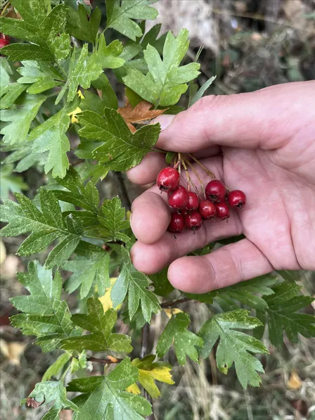 Autumn Foraging With Tapas