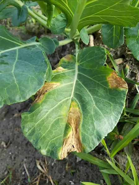 Vegetable Diseases