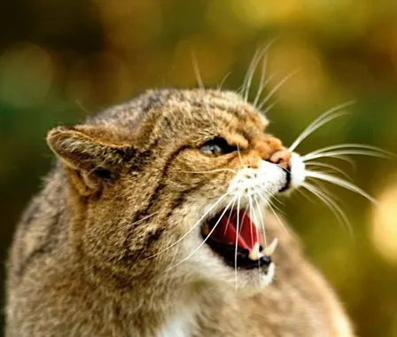 Animal Encounters