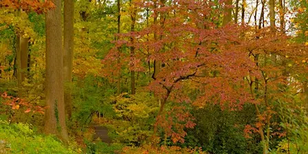 The Colors of Trees (Ages 4+)
