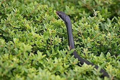 Spooktacular Snakes!
