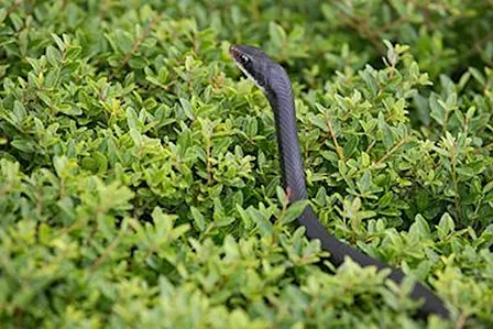 Spooktacular Snakes!