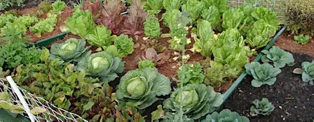 Florida Friendly Vegetable Gardening