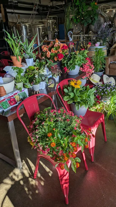 Plant Match "Bingo" (Bowmanville)