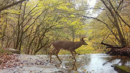 Kids Hike: Wildlife Mysteries