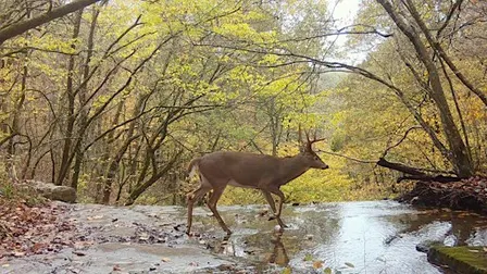 Kids Hike: Wildlife Mysteries