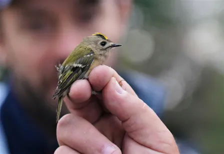 Bird Ringing Demonstration