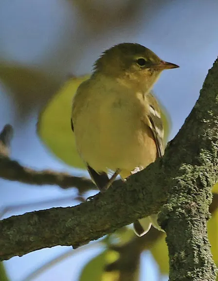 Sandy Hook Birding