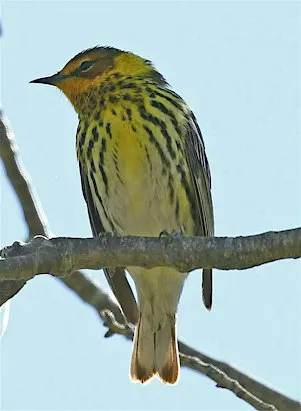 Sandy Hook Birding