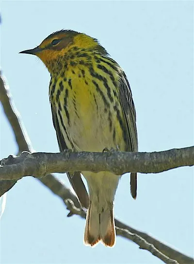 Sandy Hook Birding