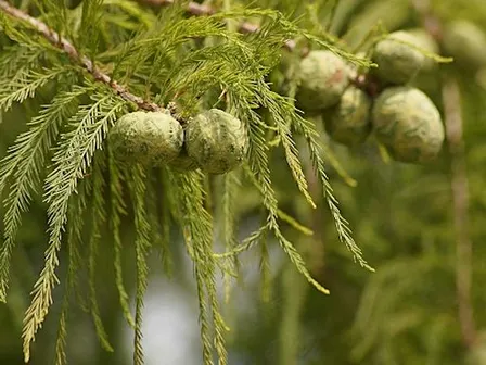 Conifer ID Workshop