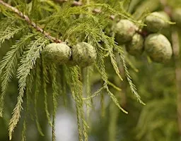 Conifer ID Workshop
