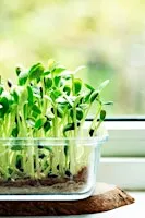 Sip & Sprout