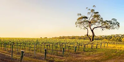 Zachys Cellar School: Drinking Australia