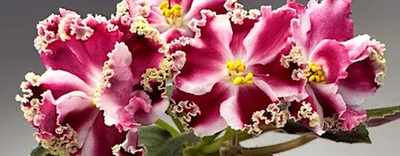 How to grow beautiful African Violets
