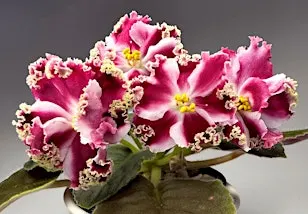 How to grow beautiful African Violets