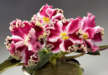 How to grow beautiful African Violets