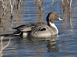 Forsythe (Brigantine) NWR