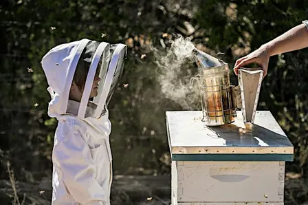 Hive Tour