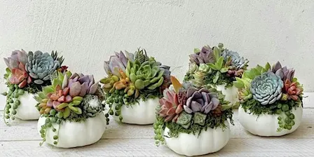 Pumpkin Living Succulent Arrangement