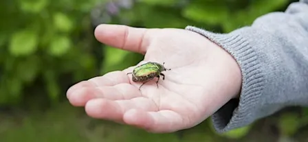 Découvre la nature cachée en ville