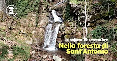 Nella foresta di Sant'Antonio