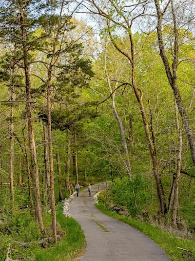 Forest Immersion: Nature Rx with Russ Turpin