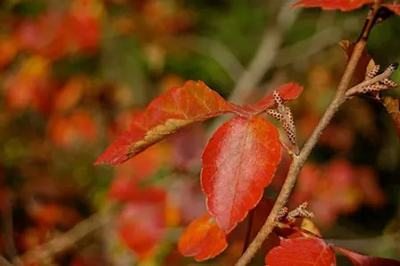 Trees & Shrubs of the Bluegrass with Jess Slade