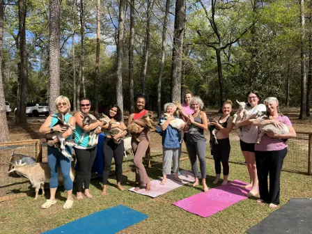 Baby Goat Yoga