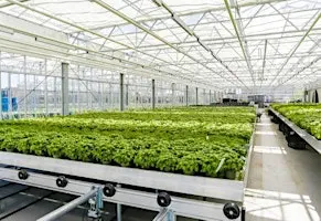 Cultiver autrement : immersion dans une ferme hydroponique