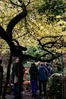 Les arbres qui font rêver