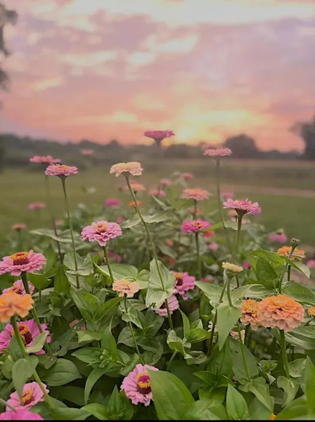 Pilates and Pick Your Own Flowers