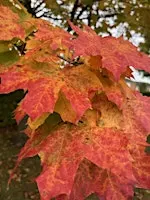 Soulful Sundays, Mindfulness Relaxation