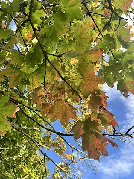Soulful Sundays, Mindfulness Relaxation