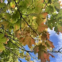 Soulful Sundays, Mindfulness Relaxation