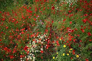 Wildflowering Cities: Learning from Fundacja Laka @ Scouse Flowerhouse AGM