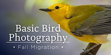 Fall Migration- Basic Bird Photography