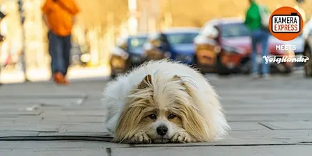 Fotowalk: Fokussieren ohne Autofokus – so schnell geht das!
