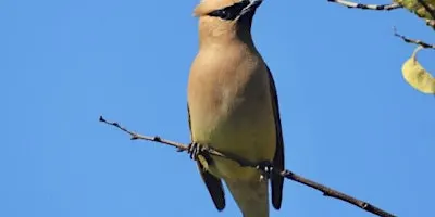 Birds of Duke Farms (Migration Season)