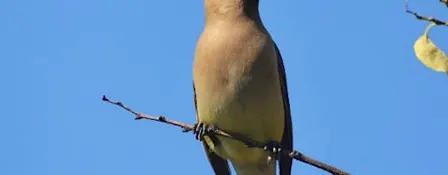 Birds of Duke Farms (Migration Season)