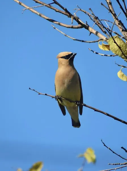 Birds of Duke Farms (Migration Season)