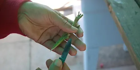 Hands-on Tropical Fruit Propagation Workshop 2026