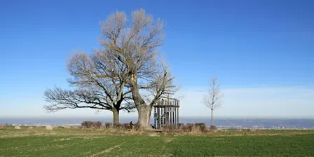 Babisnauer Pappel (Altersgruppe 35 bis 45Jahre)