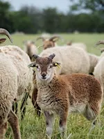 Fashion as a Force for Nature: Farm Tour for Sustainable Fashion Week