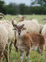 Fashion as a Force for Nature: Farm Tour for Sustainable Fashion Week