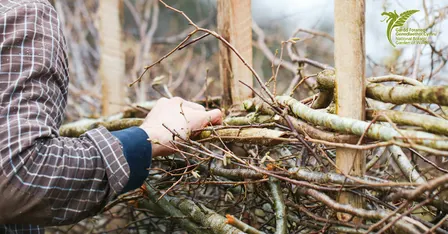 Hedge Laying Course | Cwrs Gosod Gwrych