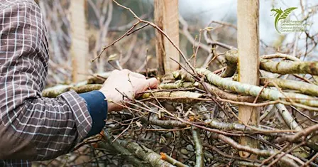 Hedge Laying Course | Cwrs Gosod Gwrych
