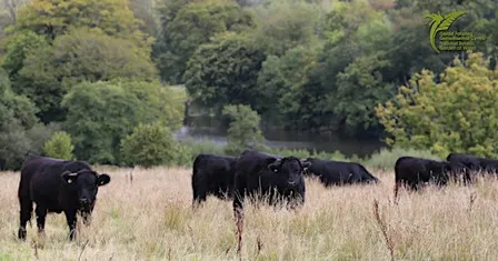 Seasonal Farm & Waun Las NNR Walks | Taith gerdded: Fferm Pantwgan