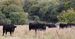 Seasonal Farm & Waun Las NNR Walks | Taith gerdded: Fferm Pantwgan