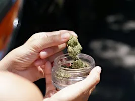 Amsterdam: Private Cannabis Culture Tour with Coffeeshops